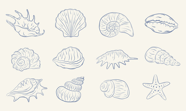 Set of hand-drawn seashells in monochrome blue ink. Tropical beach shells. Summer vacation design elements. Vector illustration.