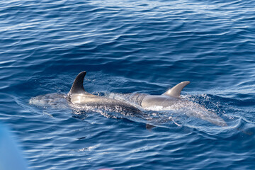 Obraz premium Watching flock of dolfins and whales from touristic boat, south of Tenerife island, Canary, Spain, wildlife seascape