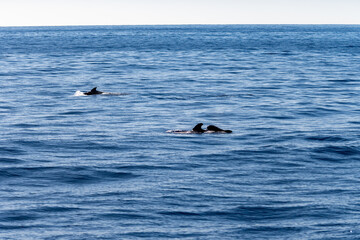 Watching flock of dolfins and whales from touristic boat, south of Tenerife island, Canary, Spain,...