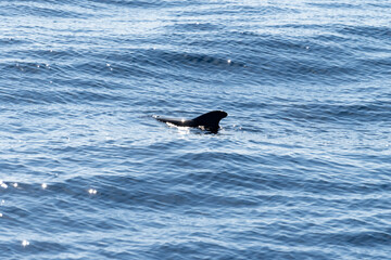Watching flock of dolfins and whales from touristic boat, south of Tenerife island, Canary, Spain,...