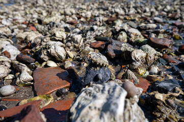 Low tide time in Oosterschelde, sea bottom with variety of wild shells and oysters allowed to be collected and eaten, Zeeland, Yerseke, Netherlads