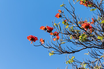 Winter blossom of african tulip tree in botanical garden on Tenerife island, Canary, Spain