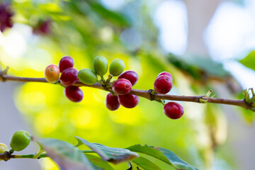 Arabica coffee tree with green and red ripening coffee cherries berries on plantation, coffee beans production