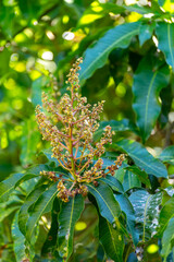 Seasonal blossom of tropical mango tree growing in orchard on Gran Canaria island, Spain, cultivation of mango fruits on plantation.