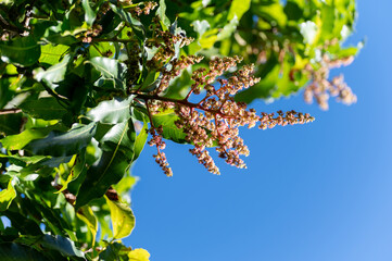 Seasonal blossom of tropical mango tree growing in orchard on Gran Canaria island, Spain, cultivation of mango fruits on plantation.