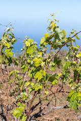 Hilly terraced vineyards in wine making region Tacoronte-Acentejo on Tenerife on slopes of Volcano...