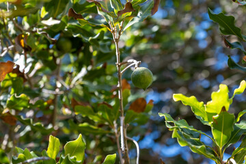 Hard green Australian macadamia nuts hanging on branches on big tree on plantation