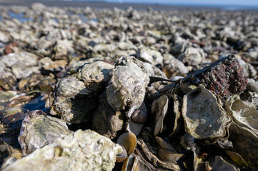 Low tide time in Oosterschelde, sea bottom with variety of wild shells and oysters allowed to be collected and eaten, Zeeland, Yerseke, Netherlads