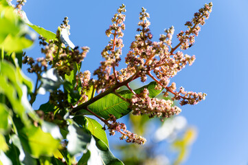 Seasonal blossom of tropical mango tree growing in orchard on Gran Canaria island, Spain, cultivation of mango fruits on plantation.