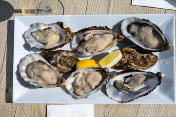 Eating of fresh Zeeuwse creuse oysters on farm in Yerseke with living harvested oysters, Oosterschelde, Zeeland, Netherlands.Fresh oysters with llemon