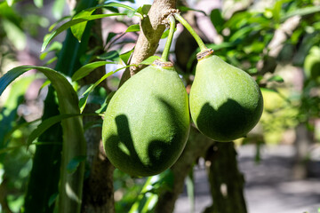 Green fruits hanging on Crescentia cujete or calabash tree in tropical Caribbean garden