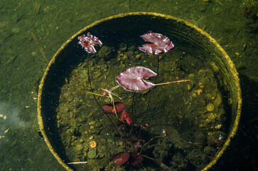 Floating Leaves