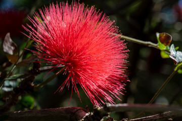 Blossom of red powderpuff exotic plant calliandra haematocephala from Bolivia close up