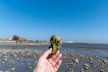 Low tide time in Oosterschelde, sea bottom with variety of wild shells and oysters allowed to be...