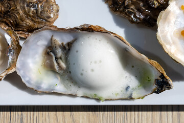 Eating of fresh Zeeuwse creuse oysters on farm in Yerseke with living harvested oysters,...