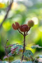 Bixa orellana or achiote plant, source of annato, natural orange-red condiment used for food coloring, body paint, spice