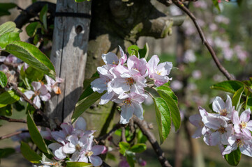 Rows of blossoming apple trees with pink flowers, orchards in Zuid-Beveland, Zeeland, food industry in the Netherlands