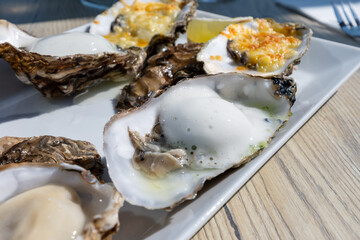 Eating of fresh Zeeuwse creuse oysters on farm in Yerseke with living harvested oysters,...