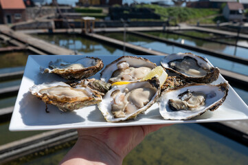 Eating of fresh Zeeuwse creuse oysters on farm in Yerseke, Oosterschelde, Zeeland, Netherlands.Fresh oysters on plate and view on pools with with living harvested oysters in boxex
