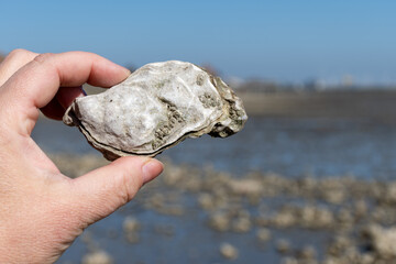 Low tide time in Oosterschelde, sea bottom with variety of wild shells and oysters allowed to be...