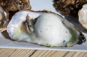 Eating of fresh Zeeuwse creuse oysters on farm in Yerseke with living harvested oysters,...