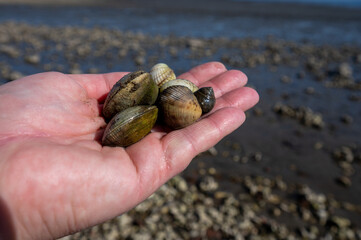 Low tide time in Oosterschelde, sea bottom with variety of wild shells and oysters allowed to be collected and eaten, Zeeland, Yerseke, Netherlads, hand with seashells