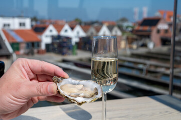 Eating of fresh Zeeuwse creuse oysters on farm in Yerseke with living harvested oysters,...