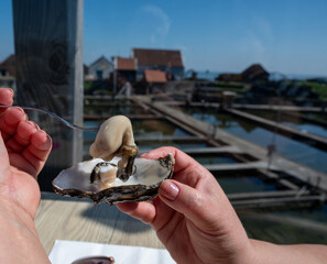 Eating of fresh Zeeuwse creuse oysters on farm in Yerseke with living harvested oysters,...