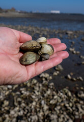 Low tide time in Oosterschelde, sea bottom with variety of wild shells and oysters allowed to be collected and eaten, Zeeland, Yerseke, Netherlads, hand with seashells