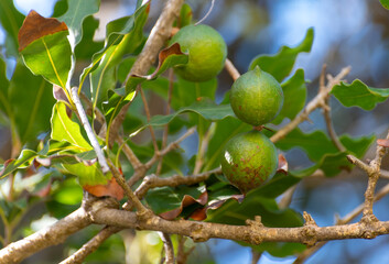 Hard green Australian macadamia nuts hanging on branches on big tree on plantation