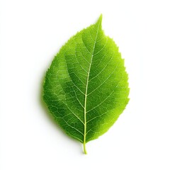 Obraz premium Single green leaf detail isolated on white background