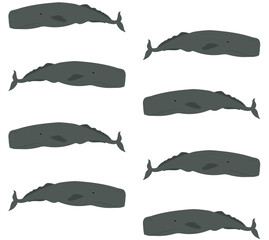 Vector seamless pattern of flat hand drawn sperm whale isolated on white background