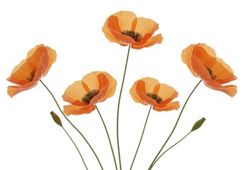 Naklejka premium Orange poppy flowers isolated on white background
