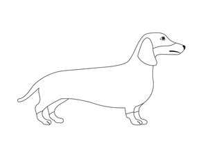Vector flat outline dachshund dog isolated on white background
