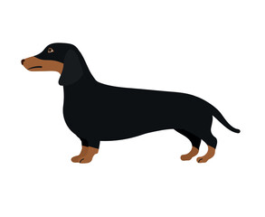 Vector flat hand drawn colored dachshund dog isolated on white background