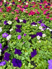 Table of petunia plants in pink, purple, and white colors in nursery