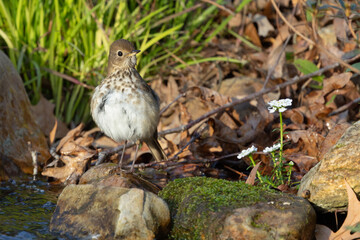 thrush on a rock