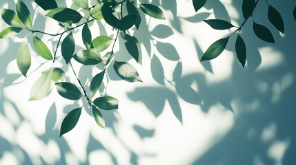 Natural tree leaves shadow on white wall