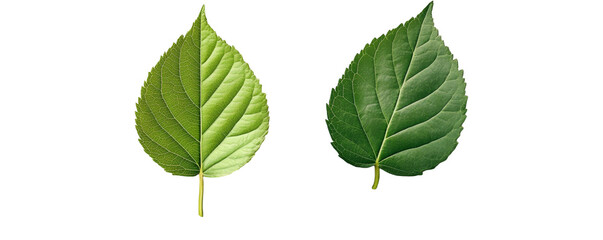 Fototapeta premium Two green leaves, isolated on a transparent background, creating a minimal yet vibrant look.