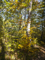 Fototapeta premium Autumn view of Plana Mountain, Sofia region, Bulgaria
