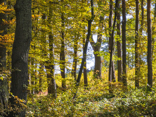 Autumn view of Plana Mountain, Sofia region, Bulgaria