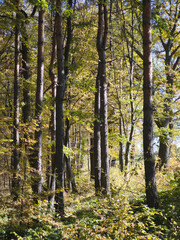 Autumn view of Plana Mountain, Sofia region, Bulgaria