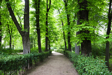 A path through a lush green park, tranquil pathway winds through a vibrant green parkland, flanked by trees and manicured hedges on a summer day.