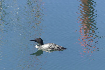 Common Loon in the bay