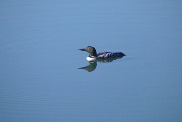 Common Loon in the bay