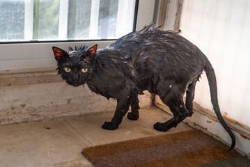 Angry black cat soaked and wet after bath, looking displeased and upset