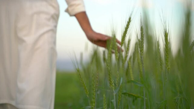 Traditional Indian Pakistani farmer walks through a wheat field, gently touching the crops. Rural life and agriculture in South Asia.
