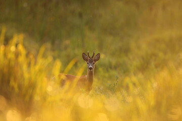 Sarna europejska (Capreolus capreolus) roe deer