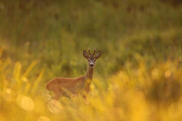 Sarna europejska (Capreolus capreolus) roe deer © Bartosz Rakoczy