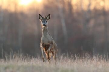Sarna europejska (Capreolus capreolus) roe deer © Bartosz Rakoczy